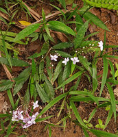 Pseuderanthemum cf. laxiflorum as a rheophyte on the banks of a fast flowing stream, Tenaru Falls, Guadalcanal, Solomon Islands