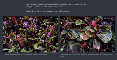 Pseuderanthemum Splash and Begonia blancii, two species introduced by Patrick Blanc for Changi T2 expansion project, in The Straits Times, 1st November 2023