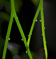 Psilotum complanatum, equal dichotomies of freely hanging elements, translucent scales and synangia