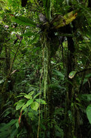 Psilotum complanatum, Imbu Rano, Kolombangara, Solomon Islands