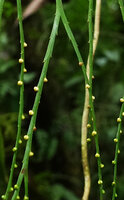 Psilotum complanatum, scale leaves and synangia with three sporangia, , Imbu Rano, Kolombangara, Solomon Islands