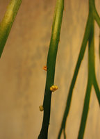 Psilotum complanatum, stem, scales and sporangia, Patrick Blanc home