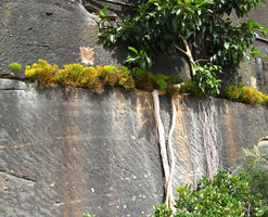 Psilotum nudum and Ficus on the wall in front of the Opera, Sydney