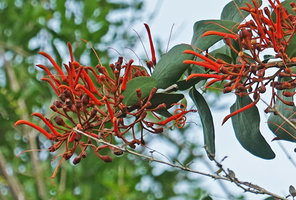 Psittacanthus rhynchanthus, curved flower buds, flower at anthesis and maturing fruits, Petexbatun, Peten, Guatemala