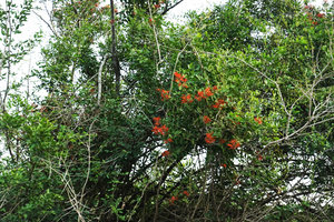 Psittacanthus rhynchanthus parasiting trees along the river, Petexbatun, Peten, Guatemala