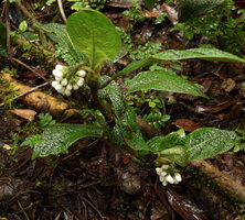 Psychotria golmanii, leaves and hanging hairy infructescences, Tari, 2000 m asl, Hela, Papua New Guinea
