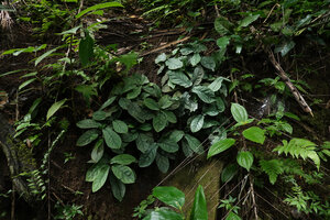 Psychotria pandurata, glaucous leaved population on vertical earth bank in forest understory, Amani, 500 m asl, East Usambara Mts, Tanzania