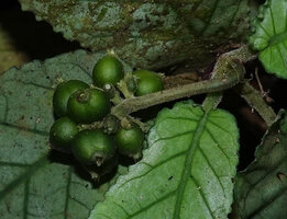 Psychotria pandurata, mature green drupes, Amani, 600 m asl, East Usambara Mts, Tanzania