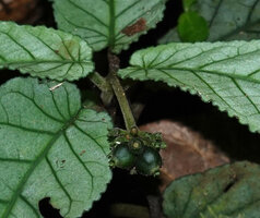 Psychotria pandurata, maturing infructescence, Amani, 600 m asl, East Usambara Mts, Tanzania