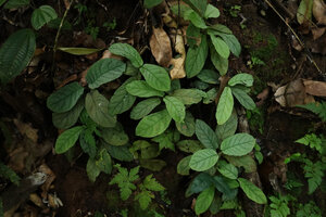 Psychotria pandurata, population of rosetted stems on inclined earth bank, glaucous green leaves, Amani, 600 m asl, East Usambara Mts, Tanzania
