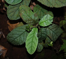 Psychotria pandurata, rosetted stems prostrate on inclined forest floor, infructescence with green drupaceous fruits, Amani, 600 m asl, East Usambara Mts, Tanzania