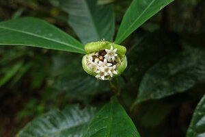 Psychotria tanganyikensis, capitate inflorescence surrounded by foliaceous recurved green bracts, Amani, East Usambara, Tanzania