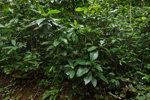 Psychotria tanganyikensis in forest understory, Amani, East Usambara, Tanzania