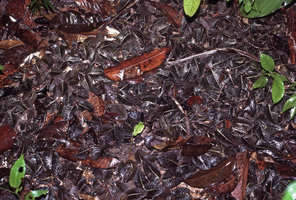 Psychotria ulviformis, dense mat of carpeting stems bearing dark brown leaves with whitish central nerve, shiny due to rain, Petit Saut, Sinnamary, French Guyana