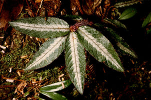 Psychotria variegata, Nouragues, CNRS field station, French Guyana
