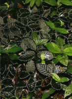 Psychotria verschuerenii,  prostrate on leaf litter, with black velvety leaves and white leaf margin, Campo, Cameroon