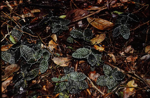 Psychotria verschuerenii, rosetted vegetative stems with dark green shiny almost black leaves with silver margin, Campo, Cameroon