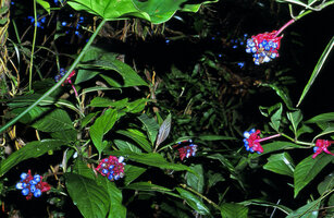 Psychotria violacea, bright pink persistent bracts and bright blue drupaceous fruits, Chapada do Araripe, Northeastern Brazil