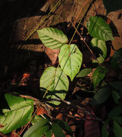 Pterisanthes polita leaves