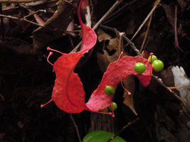 Pterisanthes polita, inflorescence flattened axis