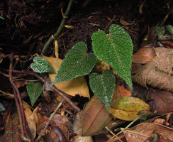 Pterisanthes pulchra with bullate leaves enhancing global light capture in deep shade, Fraser&#039;s Hill, Malaysia