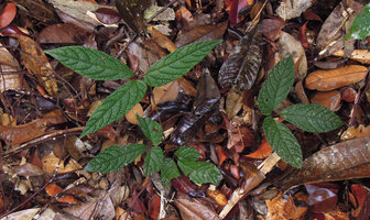 Pterisanthes stonei trailing in leaf litter, Endau Rompin, Malaysia