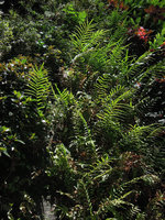 Pteris vittata, One Central Park, Sydney, Oct 2014