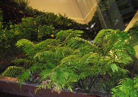 Pteris wallichiana thriving on a fence at Siam Paragon, Bangkok