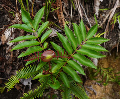 Pterophylla fraxinea, Soya, Ambon, Moluccas