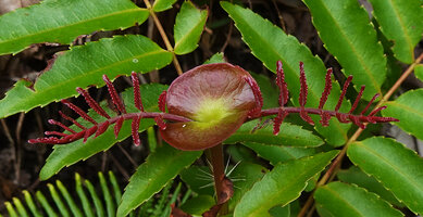 Pterophylla fraxinea, young opposite pinnate leaves and large interpetiolar stipules, Soya, Ambon, Moluccas