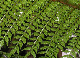 Ptisana melanesica, fertile frond with sori on the lower abaxial surface, Tari, 2000 m asl, Hela, Papua New Guinea