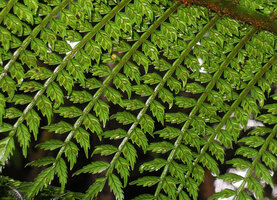 Ptisana melanesica, Papua New Guinea