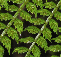 Ptisana melanesica, sori on the lower abaxial surface of pinnules, Tari, 2000 m asl, Hela, Papua New Guinea