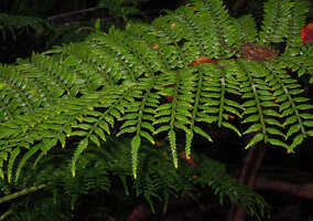 Ptisana melanesica, ultimate parts of the frond with dentate lobes and winged rachis, Tari, 2000 m asl, Hela, Papua New Guinea