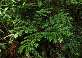 Ptisana ternatea, global frond shape quite similar to a compound Amorphophallus leaf, Noro, New Georgia, Solomon Islands