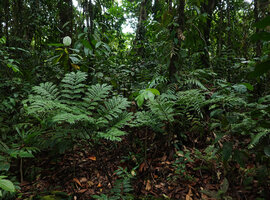 Ptisana ternatea in forest understory, Noro, New Georgia, Solomon Islands