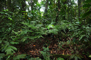 Ptisana ternatea in habitat, Noro, New Georgia, Solomon Islands