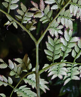 Ptisana ternatea, lower surface of the frond, the main rachis stopping its growth after producing two pairs of opposite bipinnate parts, Noro, New Georgia, Solomon Islands