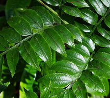Ptisana ternatea, pinnules venation, Vangunu, Solomon Islands.