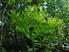 Ptisana ternatea, the frond somewhat recalling the multipartite leaves of Amorphophallus but four partite instead of three partite, Vangunu, Solomon Islands.