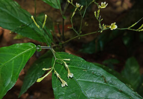 Ptyssiglottis cf. creaghii, axillary branched inflorescences and long curved tube of the flowers, Deramakot FR, Sabah, Borneo