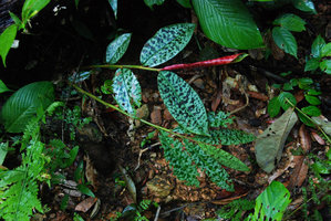 Purple spots and silver epidermal sheen on the leaves of Etlingera brevilabrum, Ulu Temburong, Brunei, Borneo 