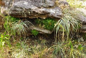 Puya flocccosa and Navia acaulis, Cano Cristales, Serrania Macarena, Meta, Colombia