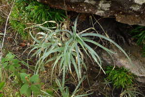 Puya floccosa and Navia acaulis under rock shelter, Cano Cristales, Serrania Macarena, Meta, Colombia