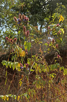 Pycnostachys urticifolia, flowering shrub during the dry season, Mulanje, Malawi