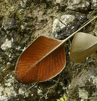 Pyrrosia abbreviata, lower surface of fertile and sterile fronds, Maninjau lake area, West Sumatra