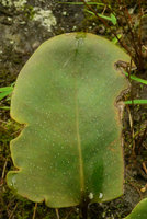 Pyrrosia abbreviata, upper adaxial sterile frond surface with white mineral dots excretion from hydathodes, Maninjau lake area, West Sumatra