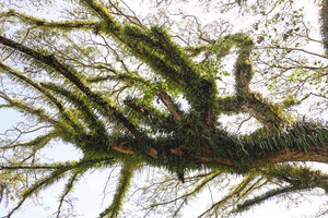 Pyrrosia lanceolata along branches of a coastal tree, Ruaniu, Guadalcanal, Solomon Islands