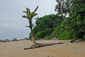 Pyrrosia lanceolata covering a dead tree on the beach, Tioman, Malaysia