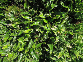 Pyrrosia lingua at the Foundation for the Carolinas, Charlotte, NC, USA, April 2013